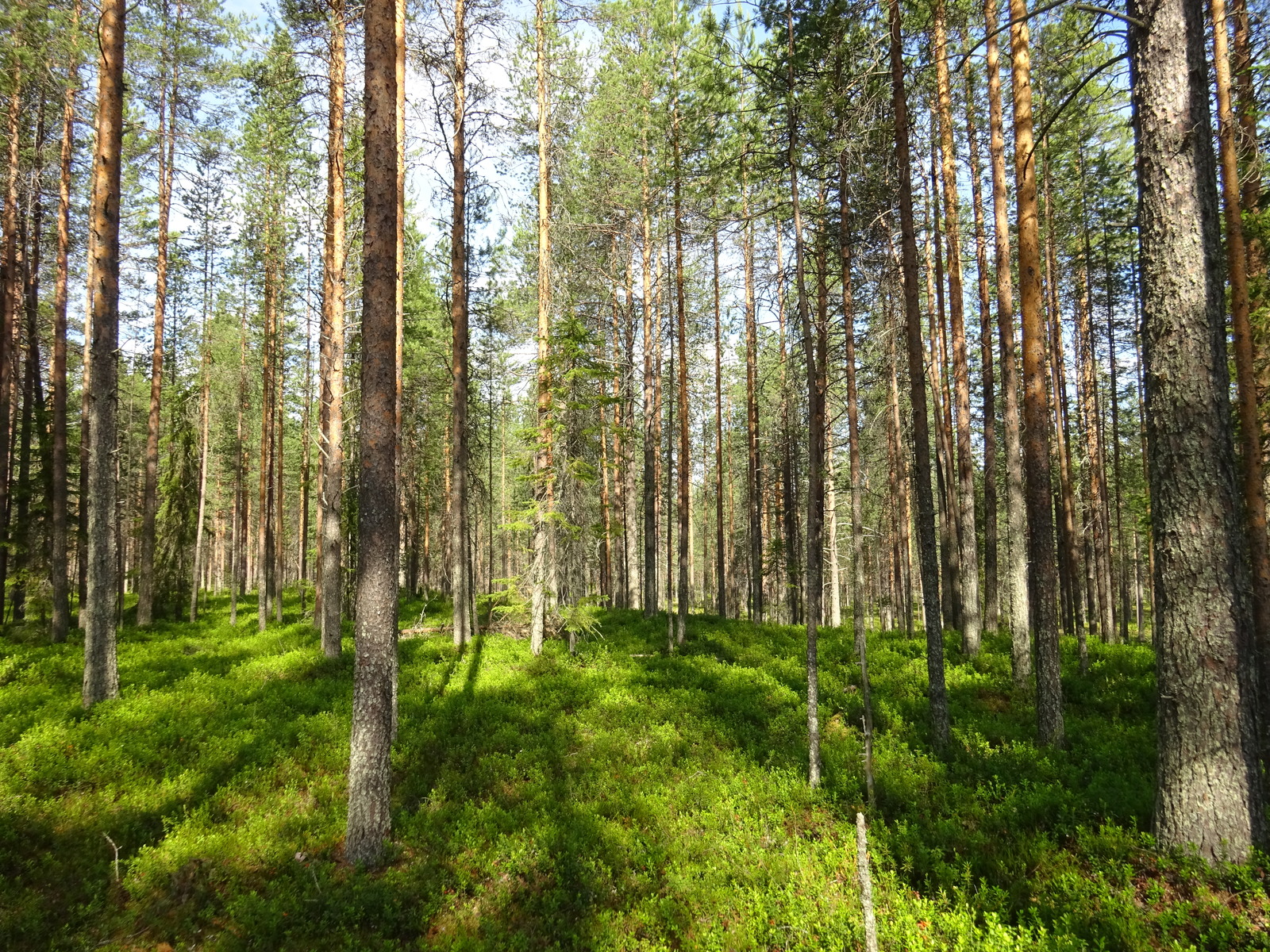 Aurinko paistaa kesäiselle mäntykankaalle.