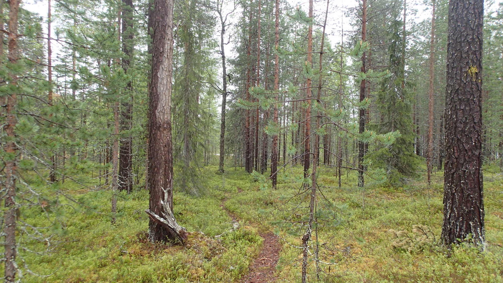 Kapea polku mutkittelee havupuuvaltaisessa metsässä. Etualalla on kilpikaarnaisia mäntyjä.