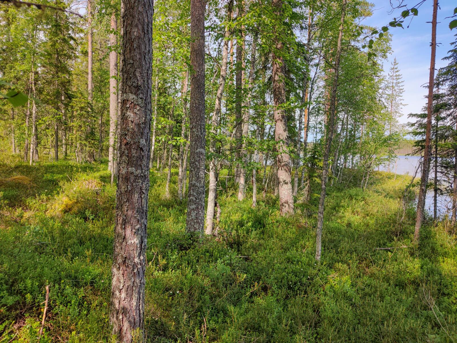 Rannalla kasvavan kesäisen sekametsän takana häämöttää järvi.