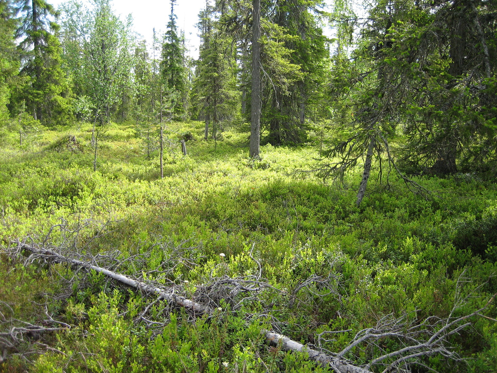 Aurinko paistaa puuttomalle alueelle kuusivaltaisessa metsässä. Aluskasvillisuutena on mustikoita.