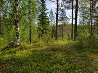 Aurinko paistaa vehreään sekametsään, jonka kenttäkerroksessa kasvaa mustikanvarpuja.