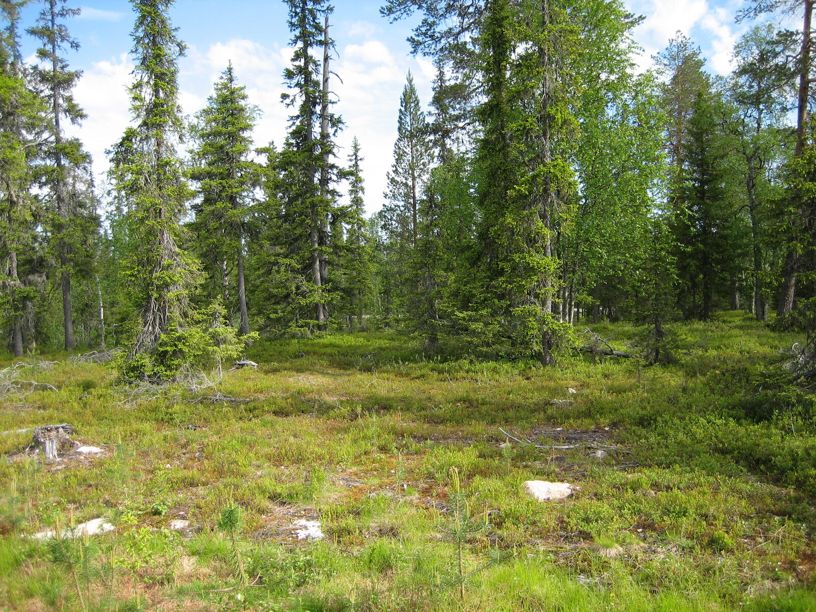 Etualan puuttomalla alueella on kiviä ja kantoja. Taustalla kasvaa kuusivaltainen metsä.