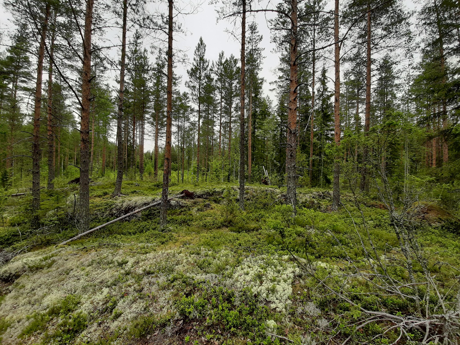 Havupuuvaltainen metsä kasvaa kallioisessa maastossa.