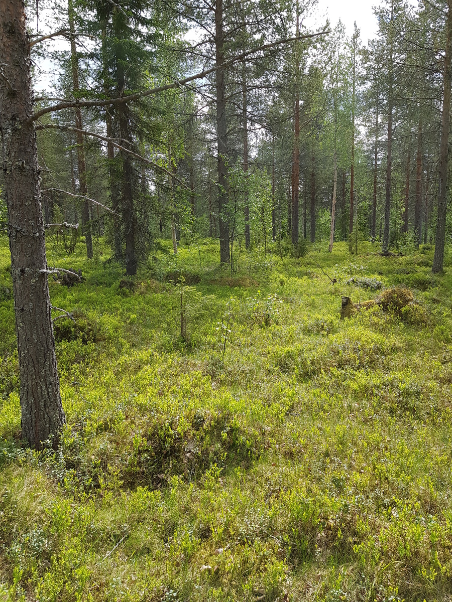 Mäntyvaltaisessa metsässä kasvaa myös kuusia, koivuja ja katajia. Etualalla on puuton alue.