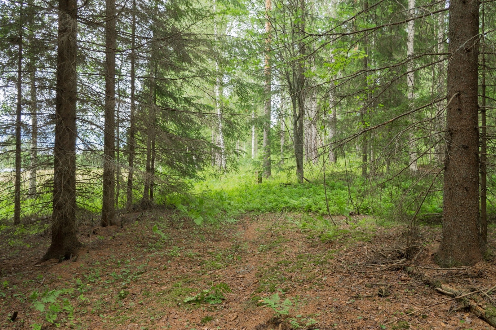 Kesäisessä sekametsässä kasvaa koivuja, mäntyjä ja etualalla olevia kuusia.