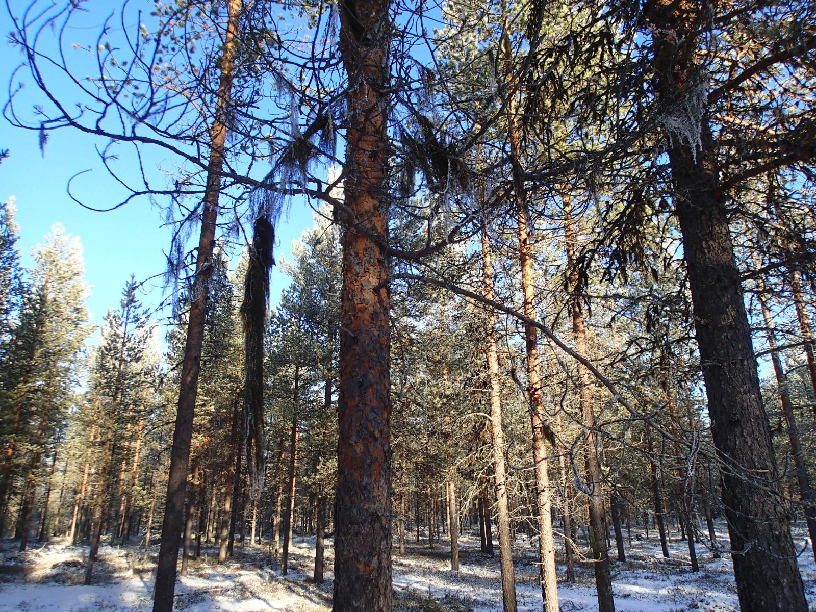 Naava roikkuu kuuraisen kangasmetsän puiden oksilla.