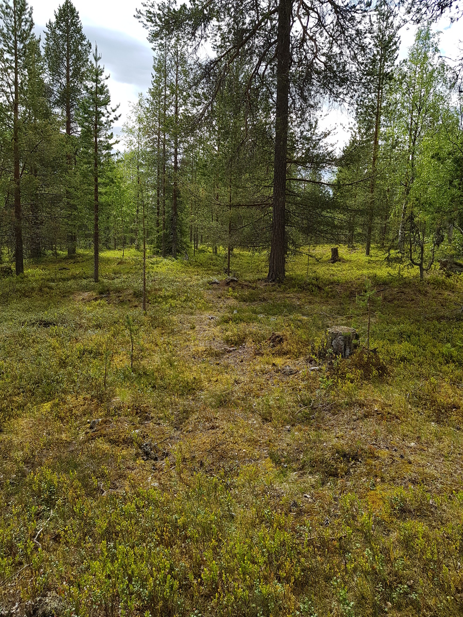 Havupuuvaltaisen metsän aluskasvillisuutena on varpukasveja. Metsässä on puunkantoja.