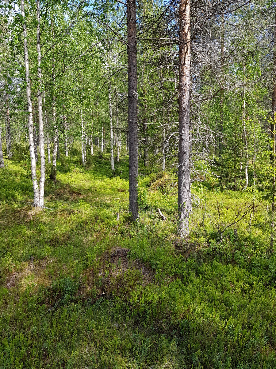 Aurinko paistaa sekametsään, jossa kasvaa koivuja, kuusia ja mäntyjä.