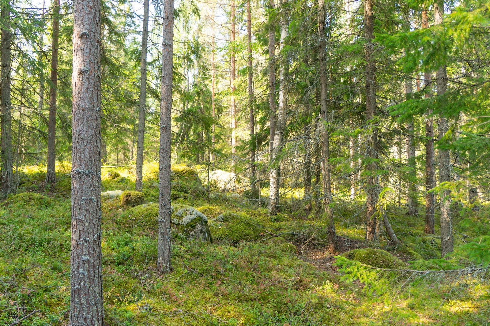 Kesäisessä havumetsässä on sammal- ja jäkäläpeitteisiä kiviä maassa.