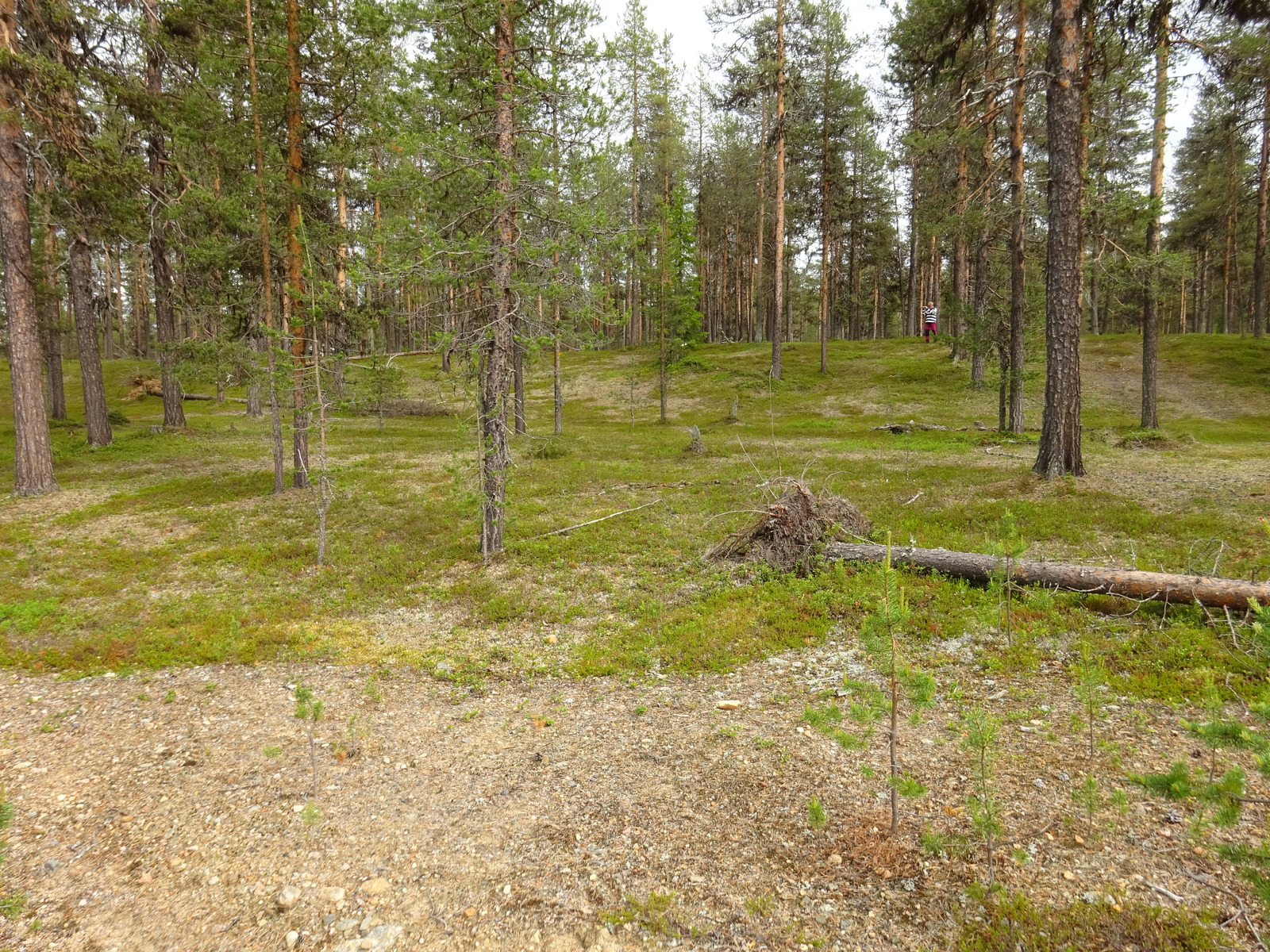 Kuiva mäntykangas loivasti kumpuilevassa maastossa. Metsässä on raitapaitainen henkilö.