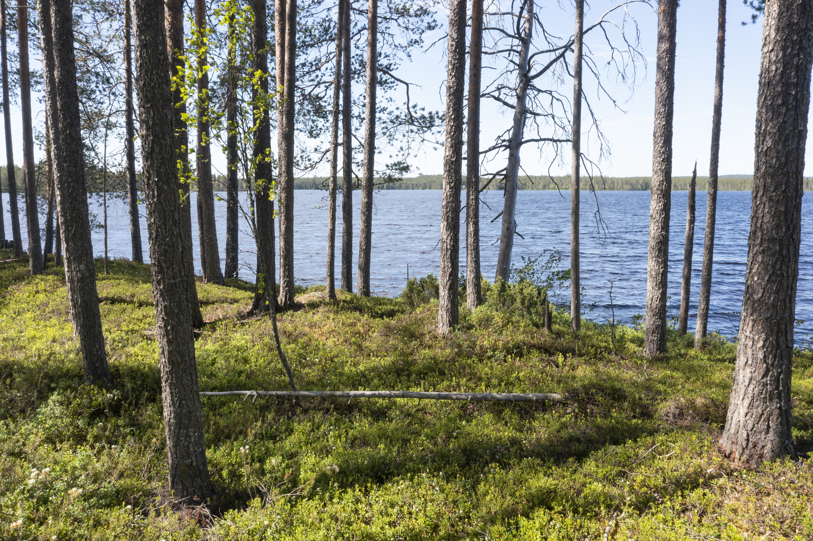 Rannassa väljästi kasvavien mäntyjen takana avautuu kesäinen järvimaisema.