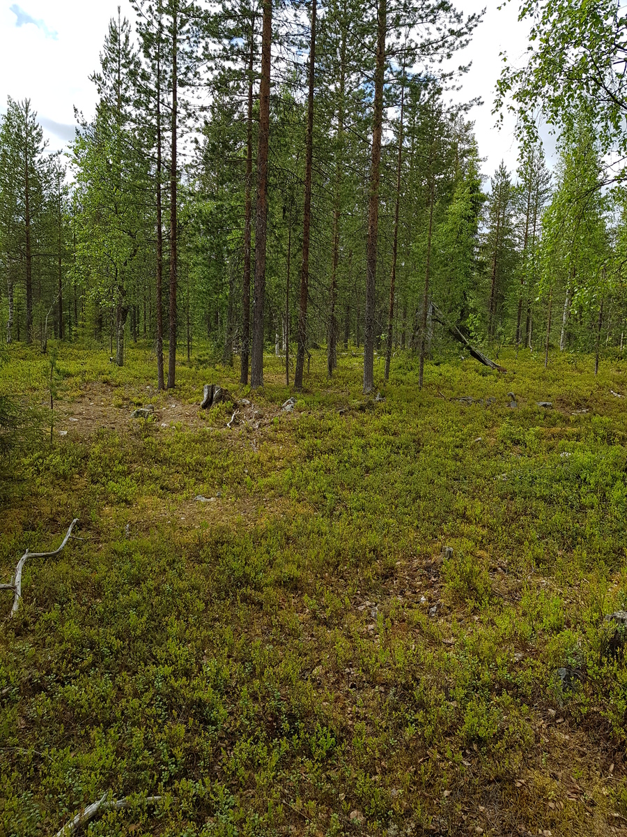 Havupuuvaltaisen metsän aluskasvillisuutena on varpukasveja.