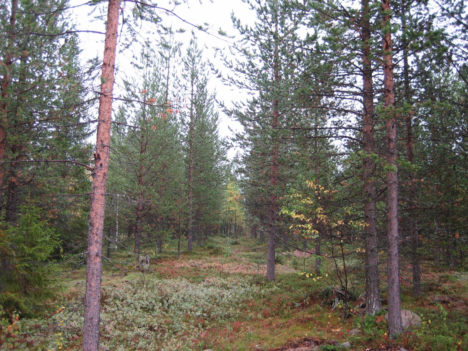 Syksyisessä metsässä kasvaa mäntyjä, kuusia ja nuoria koivuja. Maassa on ruskan sävyjä.