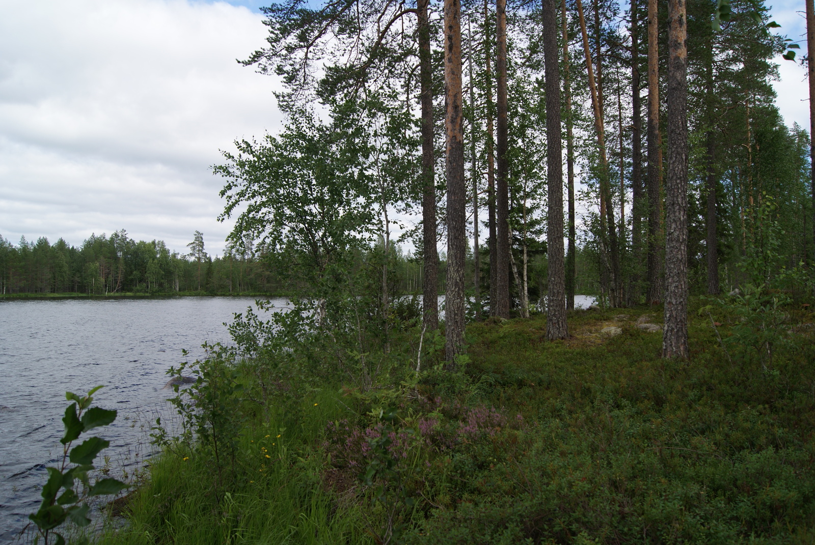 Rannalla kasvavien kuusten, mäntyjen ja lehtipuiden vierestä avautuu kesäinen järvimaisema.