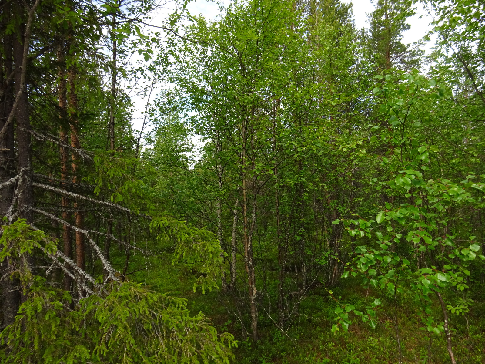 Kesäisessä sekametsässä kasvaa koivuja, kuusia ja mäntyjä.