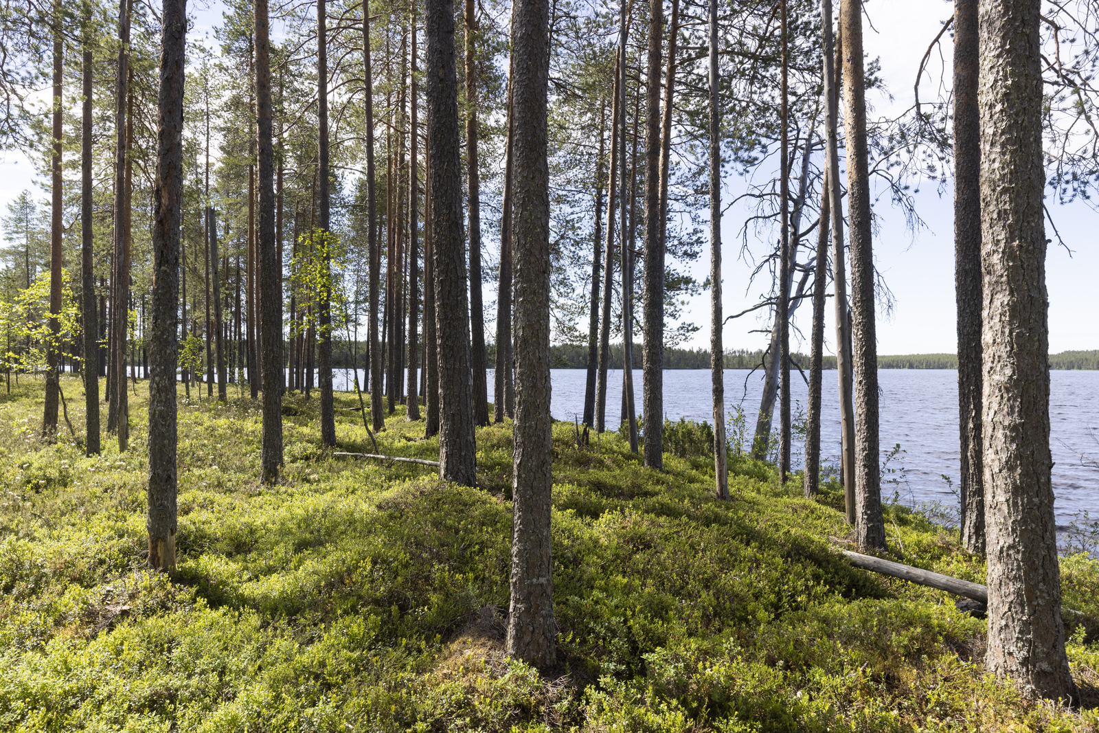 Rannassa väljästi kasvavien mäntyjen takana avautuu kesäinen järvimaisema.