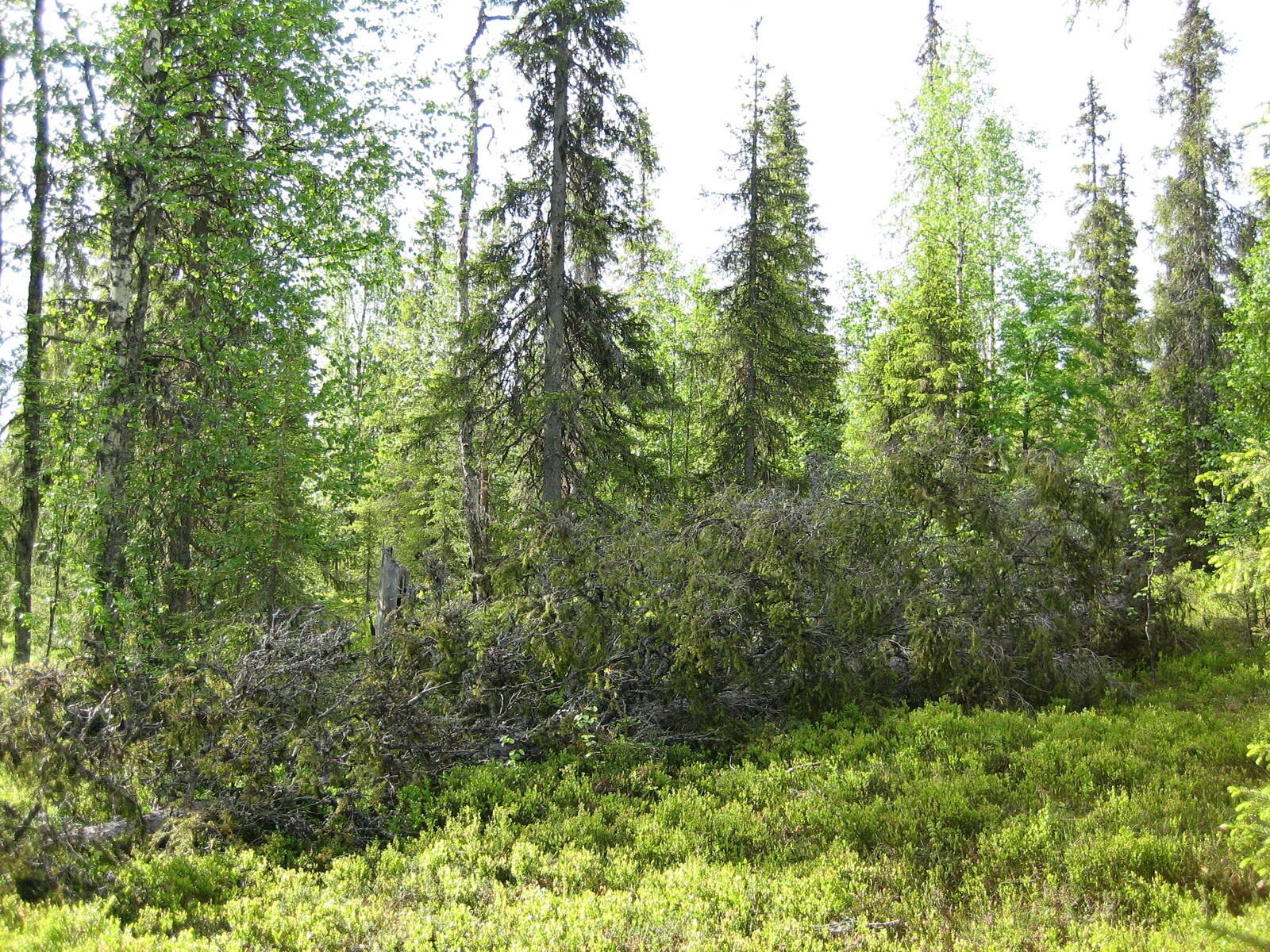 Vehreässä sekametsässä kasvaa koivuja ja kuusia. Etualan puuttomalla alueella on kaatunut kuusi.