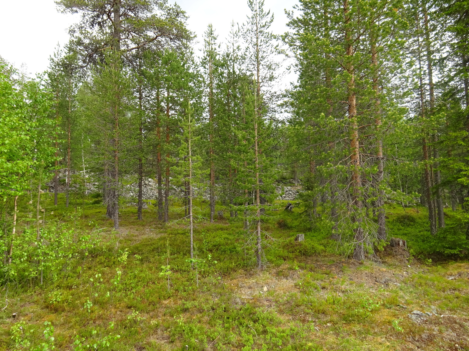 Kesäisessä sekametsässä kasvaa koivuja, mäntyjä ja kuusia. Taka-alalla on matala kivikkoinen rinne.