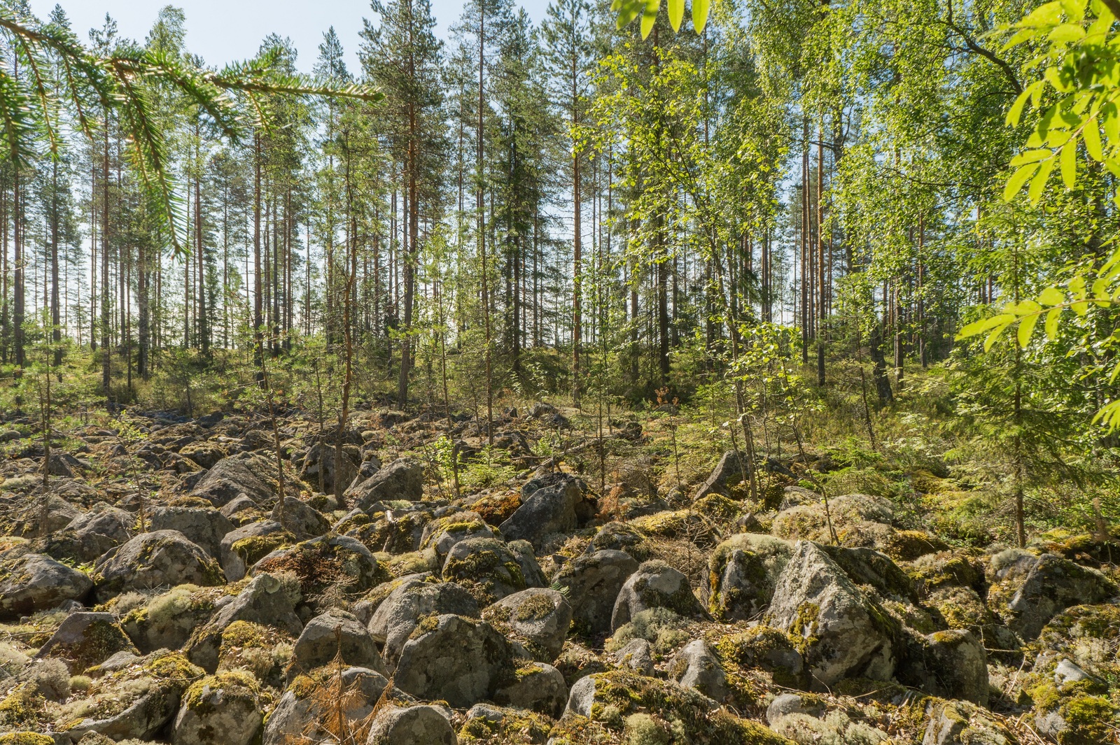 Kesäisessä sekametsässä on puuton kivikkoinen alue.