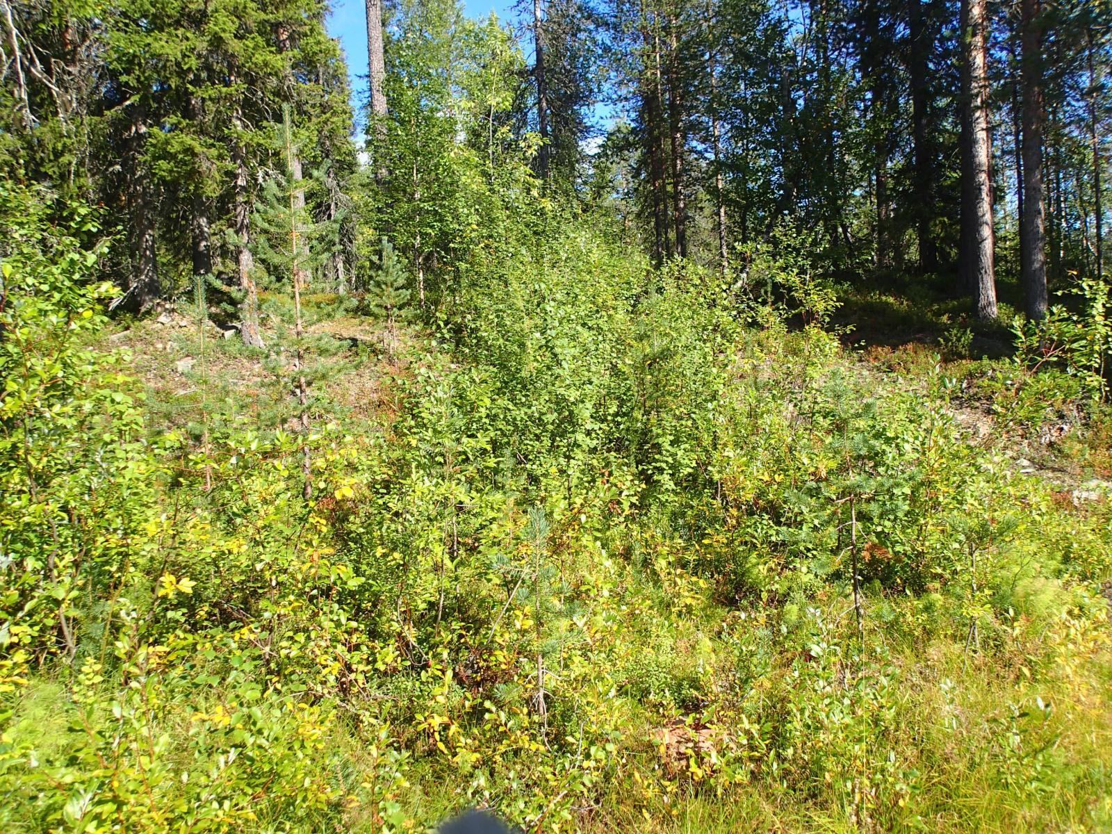 Sekametsän edustalla kasvaa lehtipuiden ja mäntyjen taimia. Aurinko paistaa metsään.