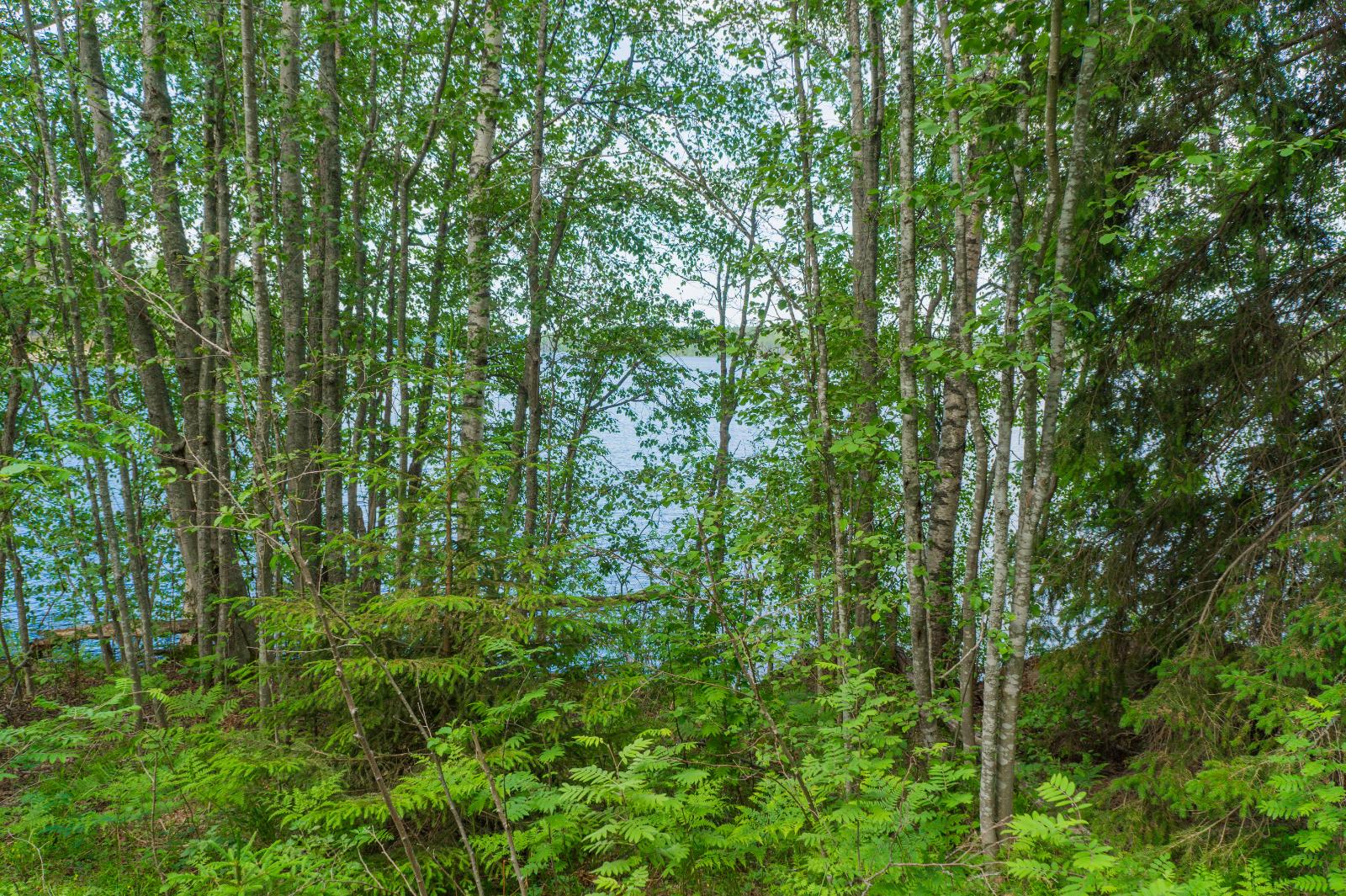 Rannassa kasvavien lehtipuiden ja kuusten takana aukeaa kesäinen järvimaisema.