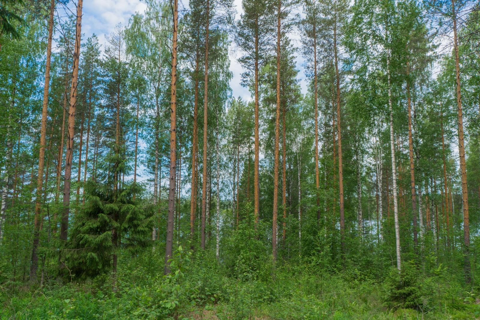 Kesäisen sekametsän takana häämöttää järvi.