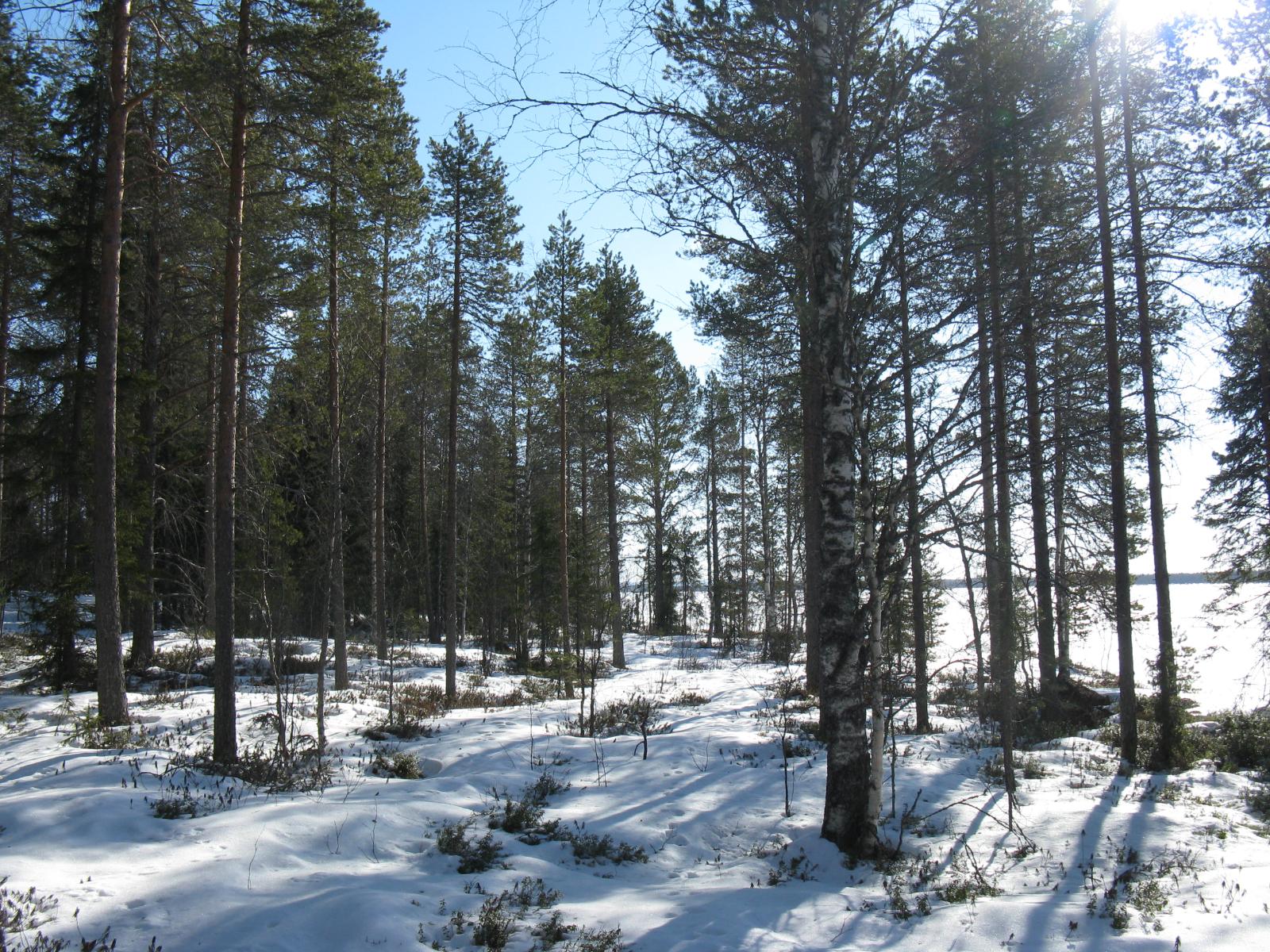 Havupuuvaltaisessa metsässä on lumipeite. Taustalla häämöttää jäätynyt järvi.