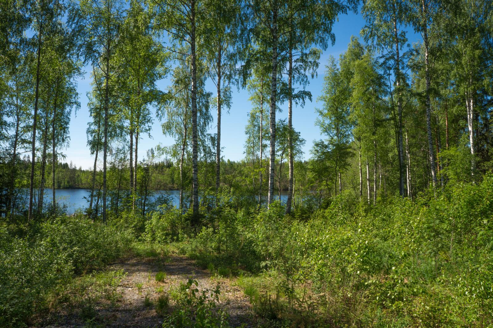 Sekametsää, taustalla järvi