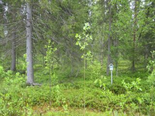 Kesäisessä sekametsässä kasvaa kuusia, mäntyjä, koivuja ja pajuja. Etualalla on tonttikyltti.