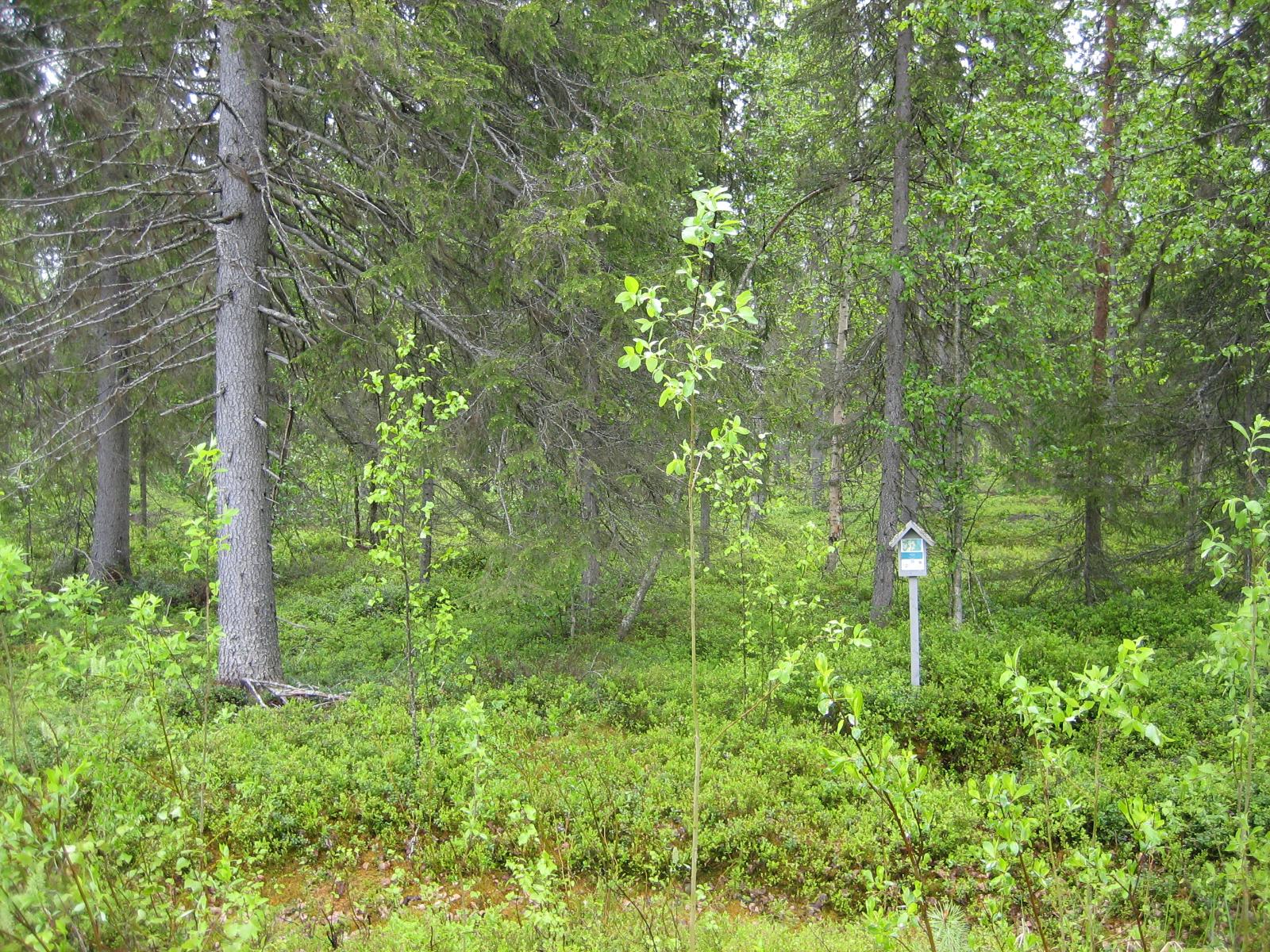 Kesäisessä sekametsässä kasvaa kuusia, mäntyjä, koivuja ja pajuja. Etualalla on tonttikyltti.