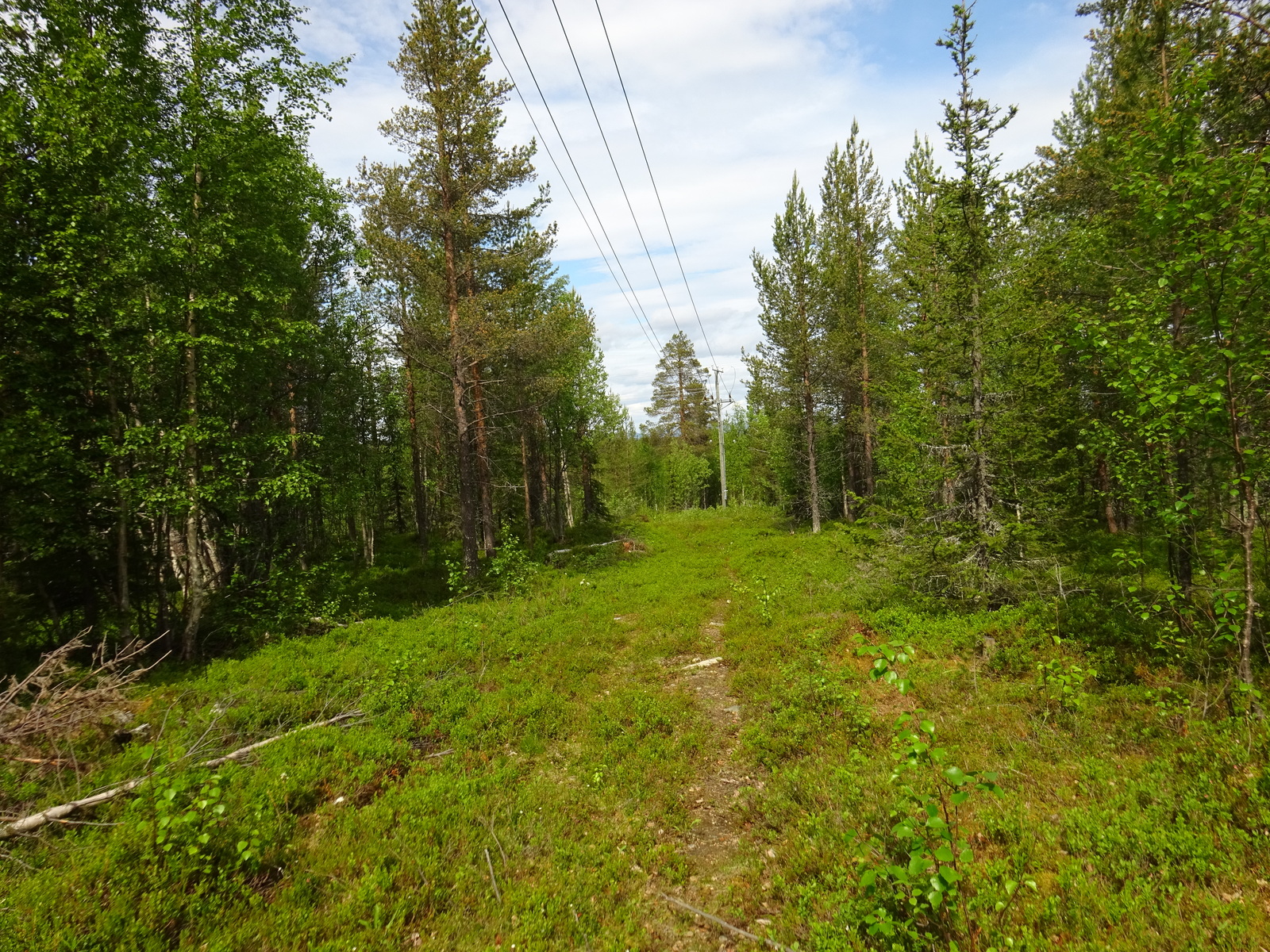 Sähkölinja kulkee kesäisessä sekametsässä.