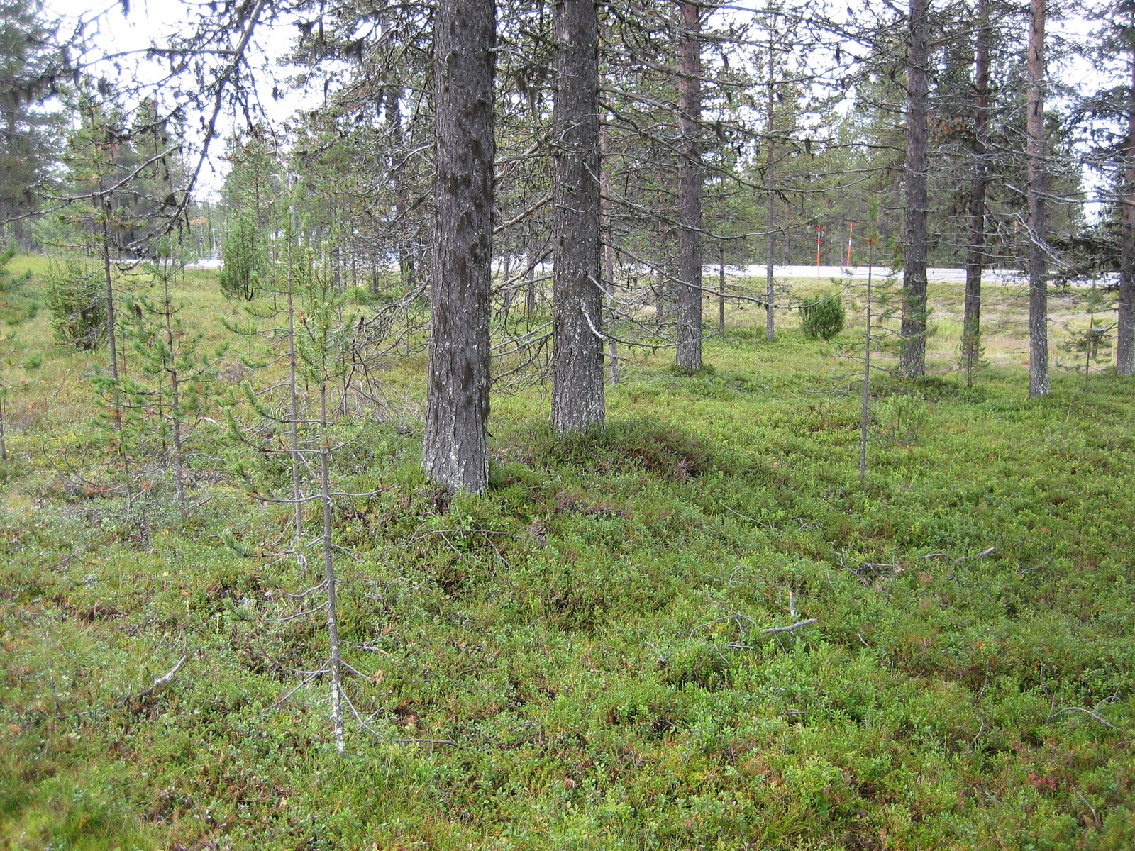 Kesäisen mäntymetsän takan kulkee tie.