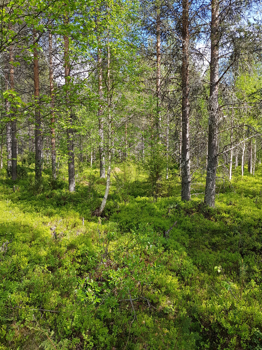 Aurinko paistaa sekametsään, jossa kasvaa koivuja, kuusia ja mäntyjä.