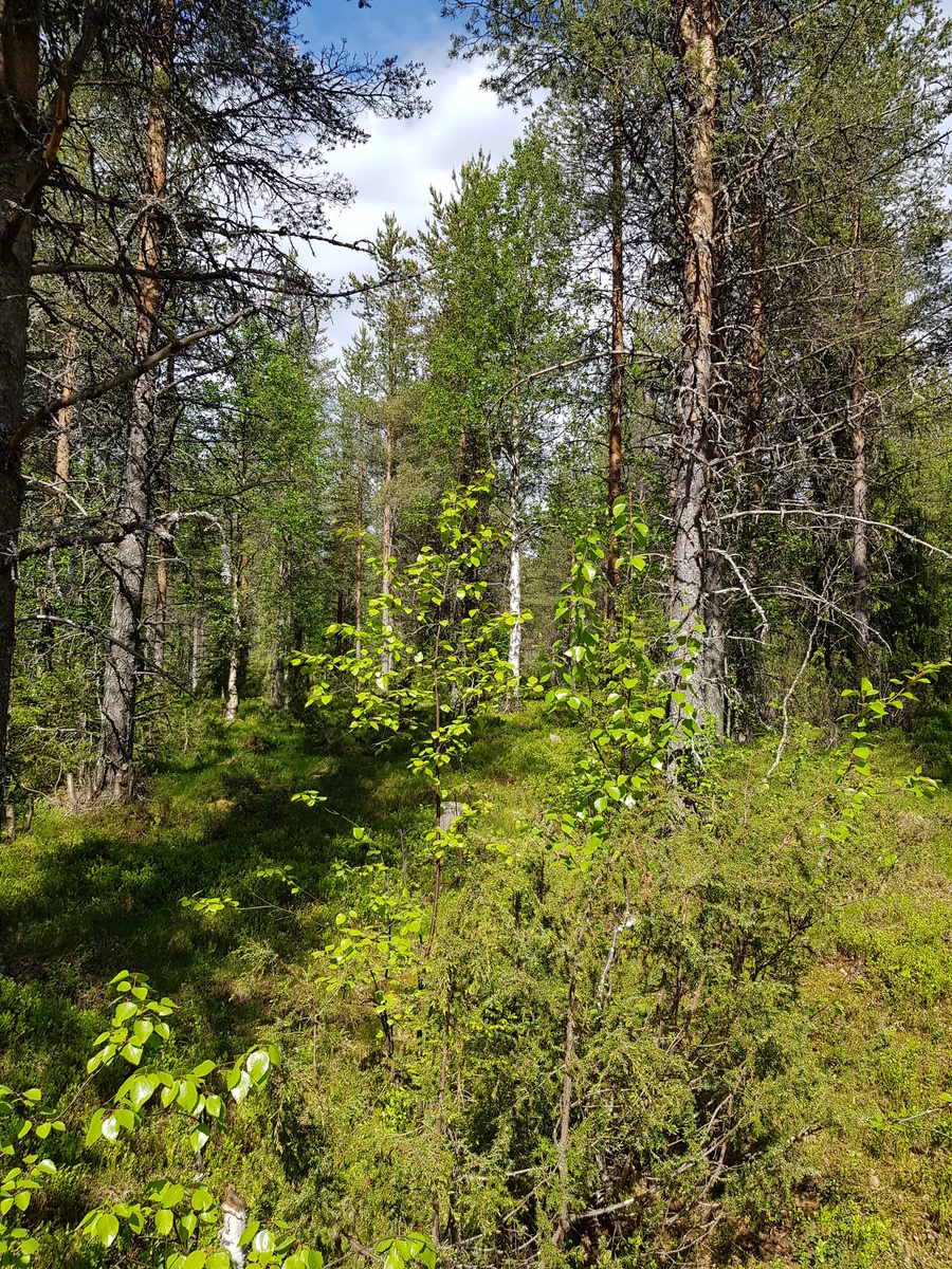 Aurinko paistaa havupuuvaltaiseen sekametsään. Etualan nuorissa koivuissa on tuoreet lehdet.