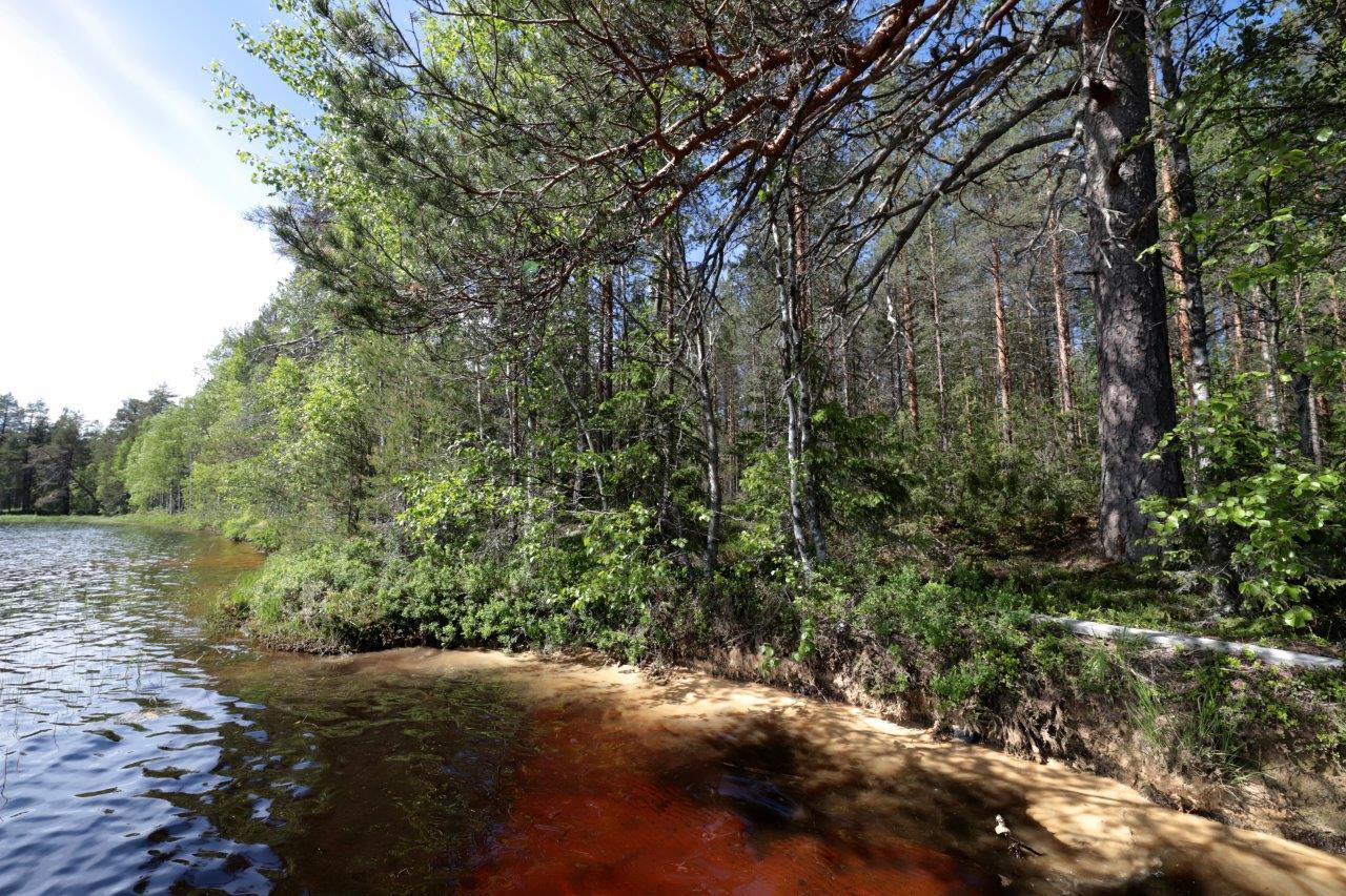 Järven rannalla kasvaa tiheä sekametsä. Veden alta paljastuu hiekkainen pohja.