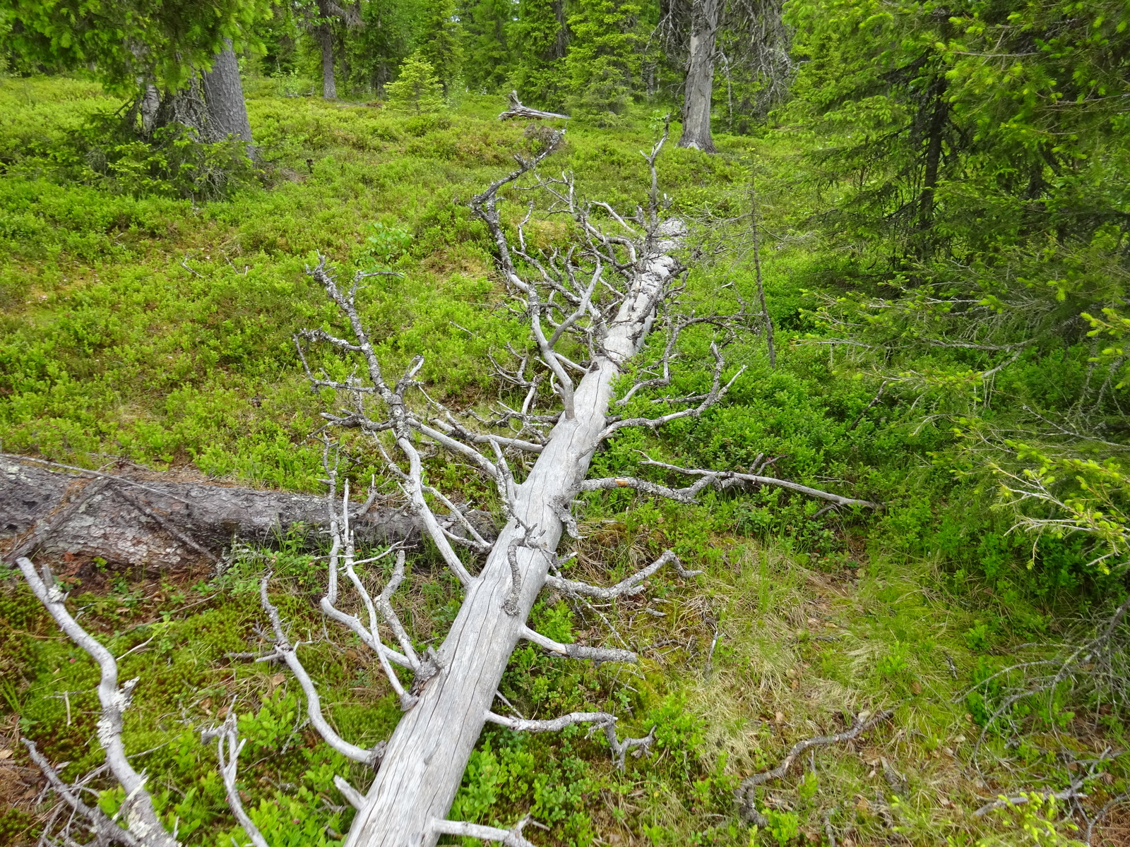 Vanha kelottunut kuusi makaa mustikanvarpujen päällä metsän keskellä.