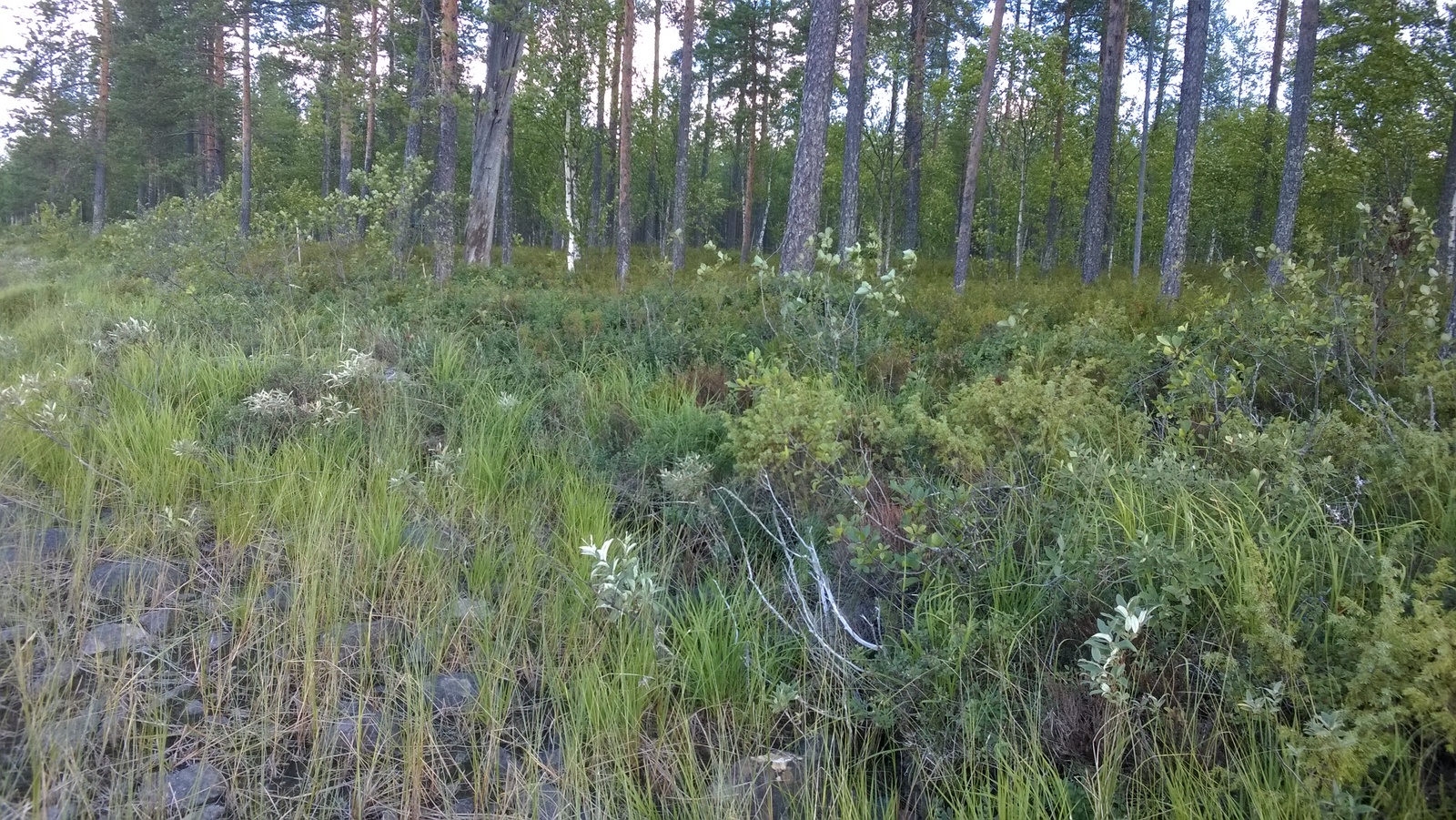 Mäntyvaltaisen metsän edustalla rantaviissa on kiviä ja ruoho- sekä varpukasveja.