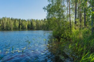 Vehreä sekametsä reunustaa järveä kesämaisemassa. Rantavedessä on vesikasveja.