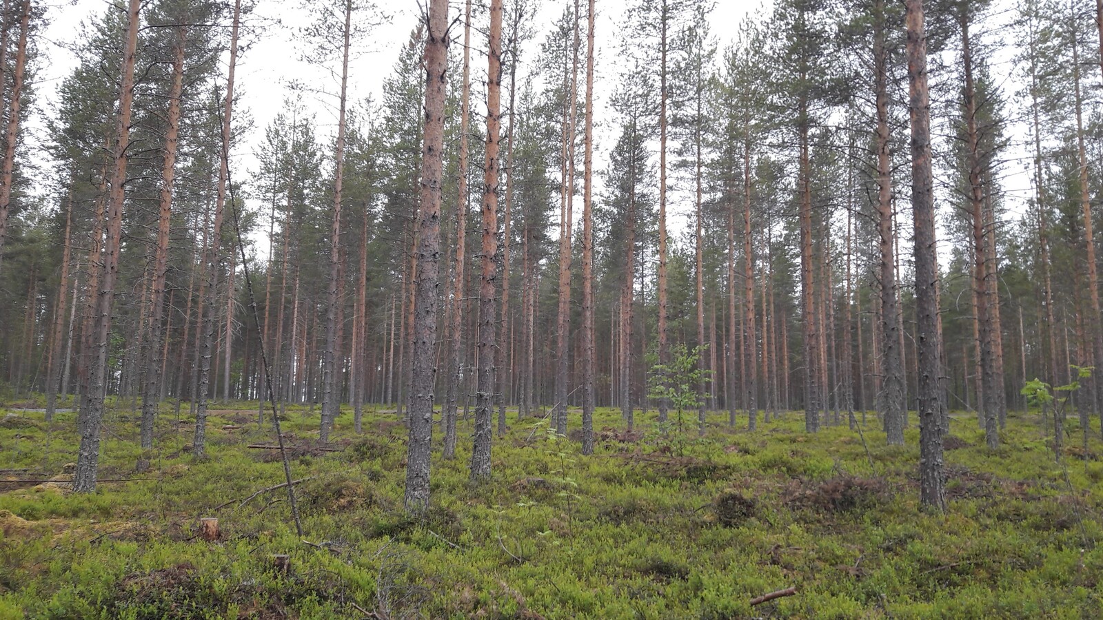 Avarassa mäntymetsässä kasvaa nuoria lehtipuita.