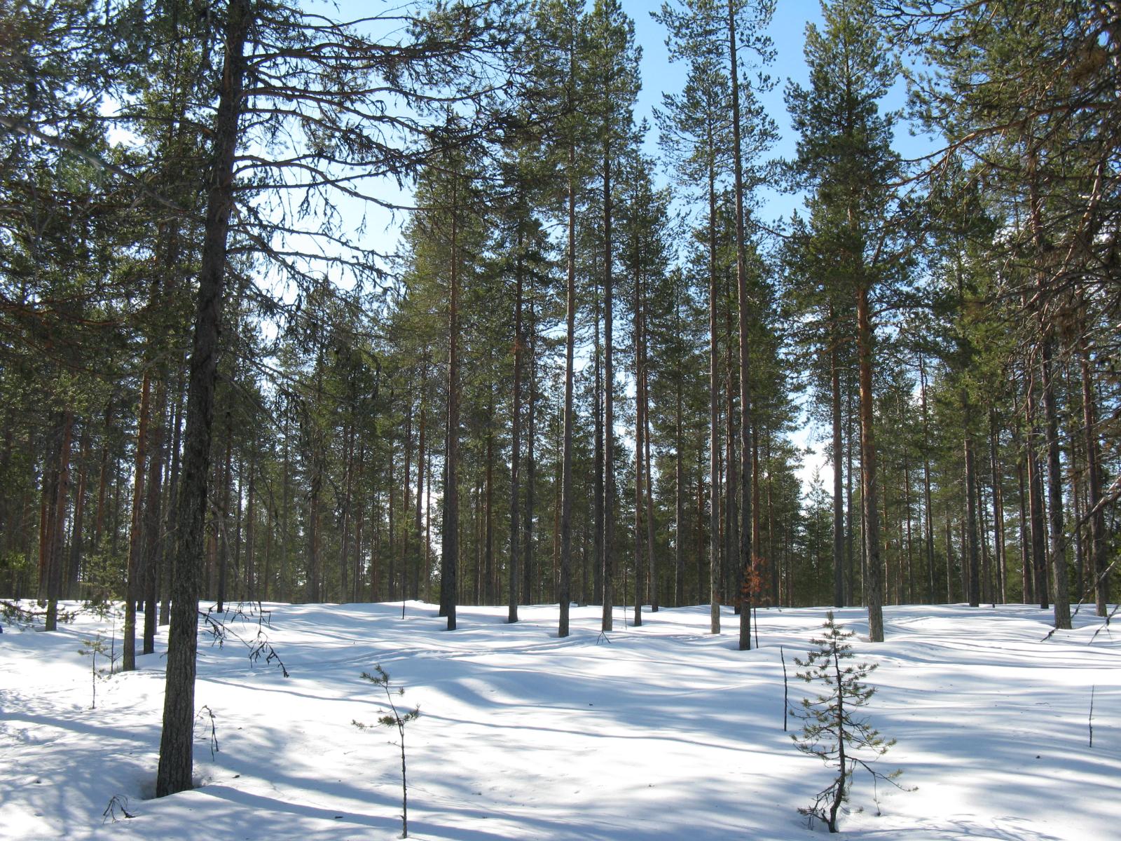 Mäntyvaltaisessa metsässä on lumipeite maassa.