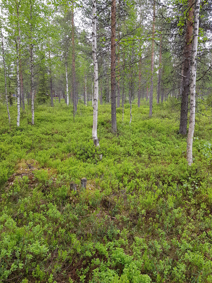 Valoisan mäntyvaltaisen metsän aluskasvillisuutena on mustikanvarpuja.