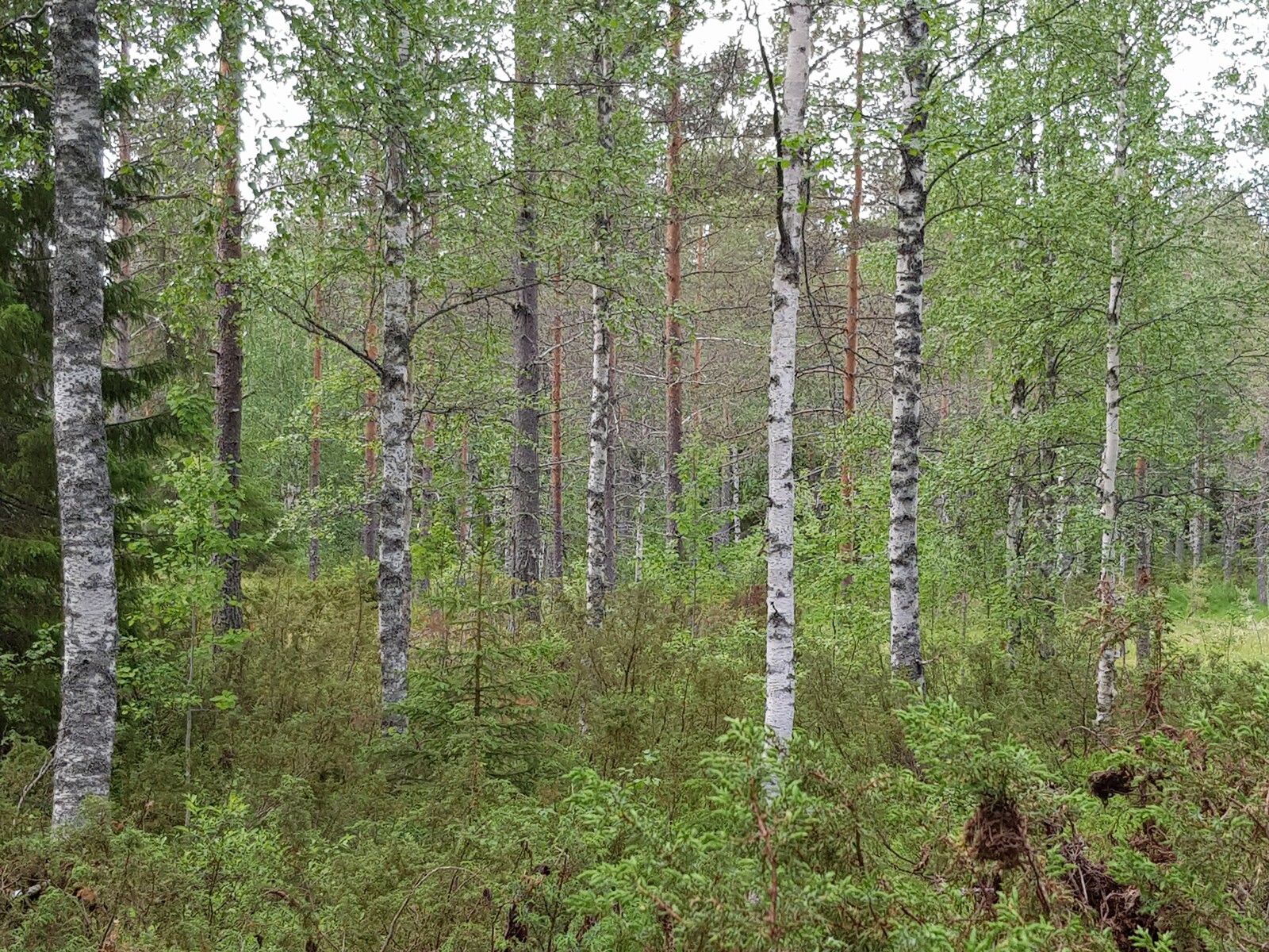 Vehreässä metsässä kasvaa koivuja, katajia, mäntyjä ja leveitä kuusia.