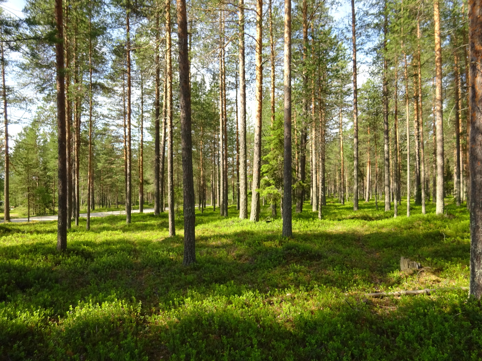 Aurinko paistaa kesäiselle mäntykankaalle.