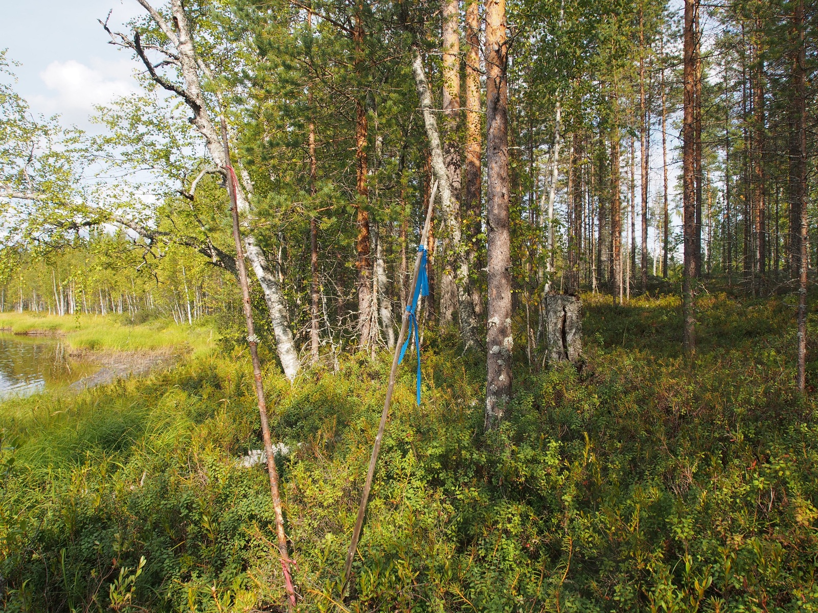 Rannalla kasvaa vehreitä koivuja ja mäntyjä. Vasemmalla pilkottaa järvi.