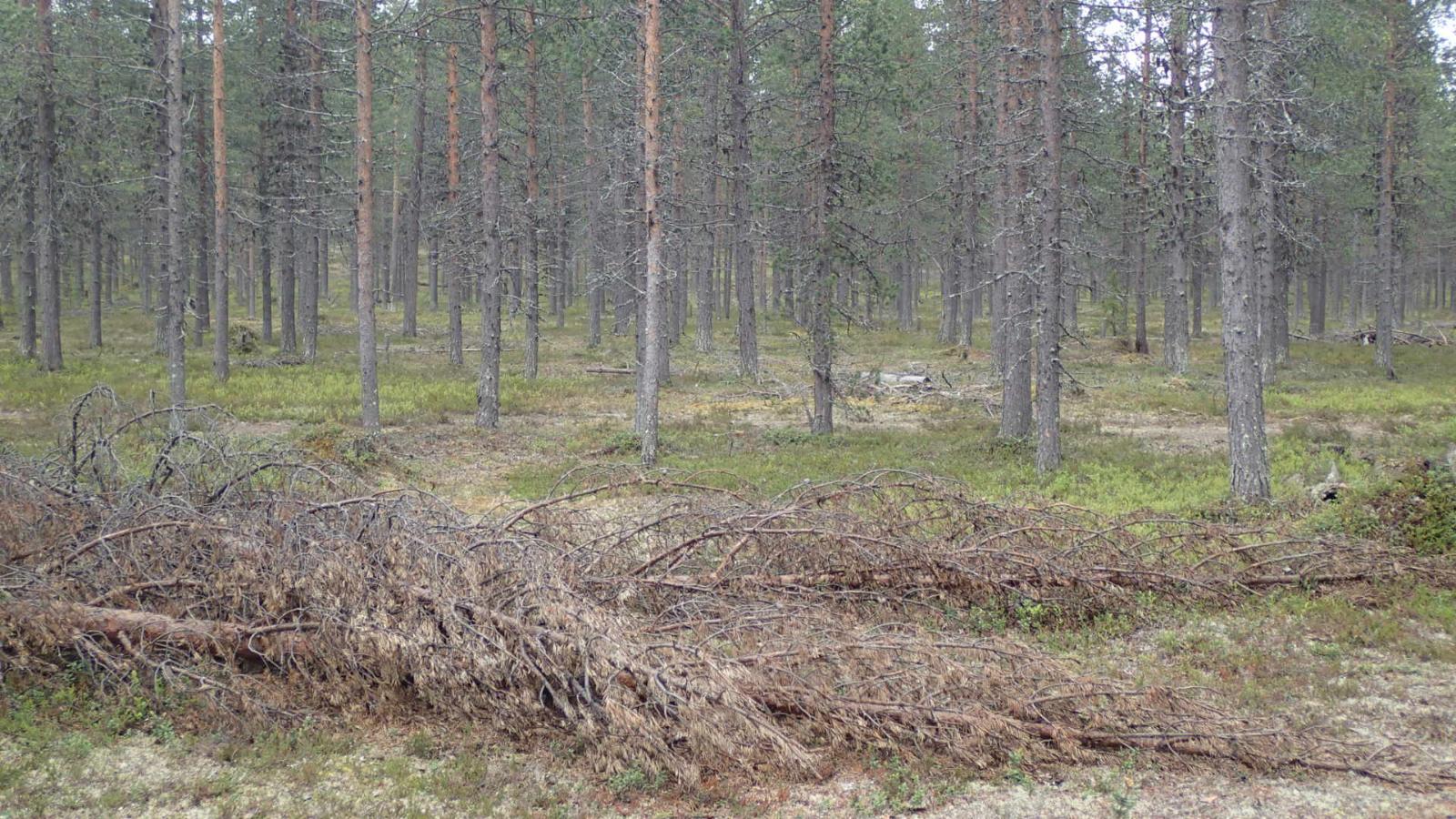 Kaatuneita puita kangasmetsän edustalla.