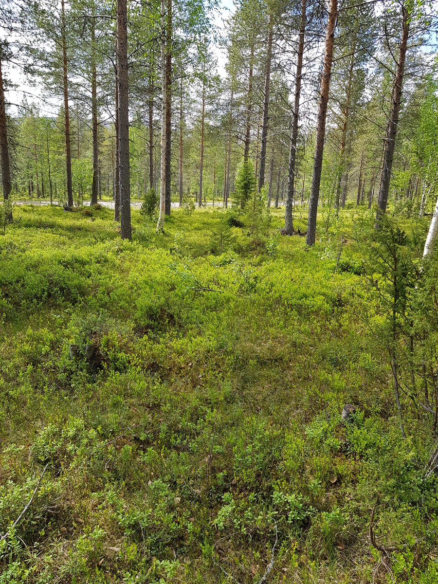 Mäntyvaltaisessa metsässä kasvaa myös kuusia, koivuja ja katajia. Taka-alalla kulkee tie.