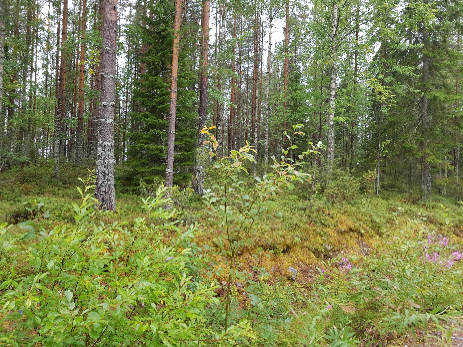 Kesäisessä sekametsässä kasvaa mäntyjä, kuusia ja koivuja.