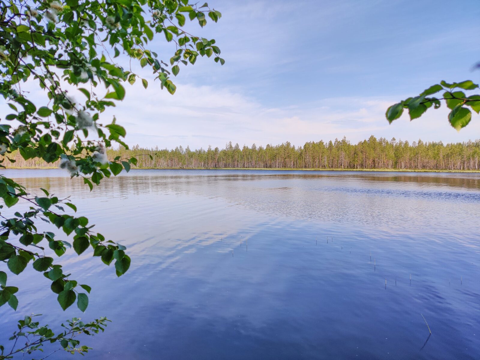 Koivun oksat reunustavat kesäistä järvimaisemaa. Lähes pilvetön taivas heijastuu veteen.