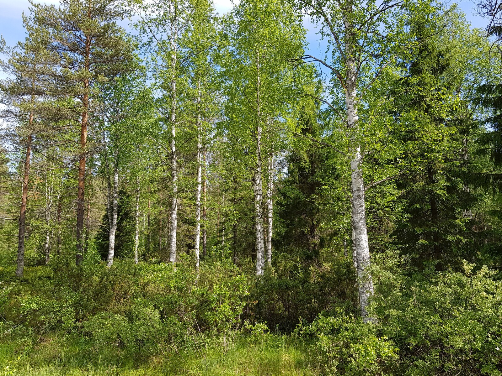 Vehreässä sekametsässä kasvaa mm. koivuja, pajuja, katajia, kuusia ja mäntyjä.