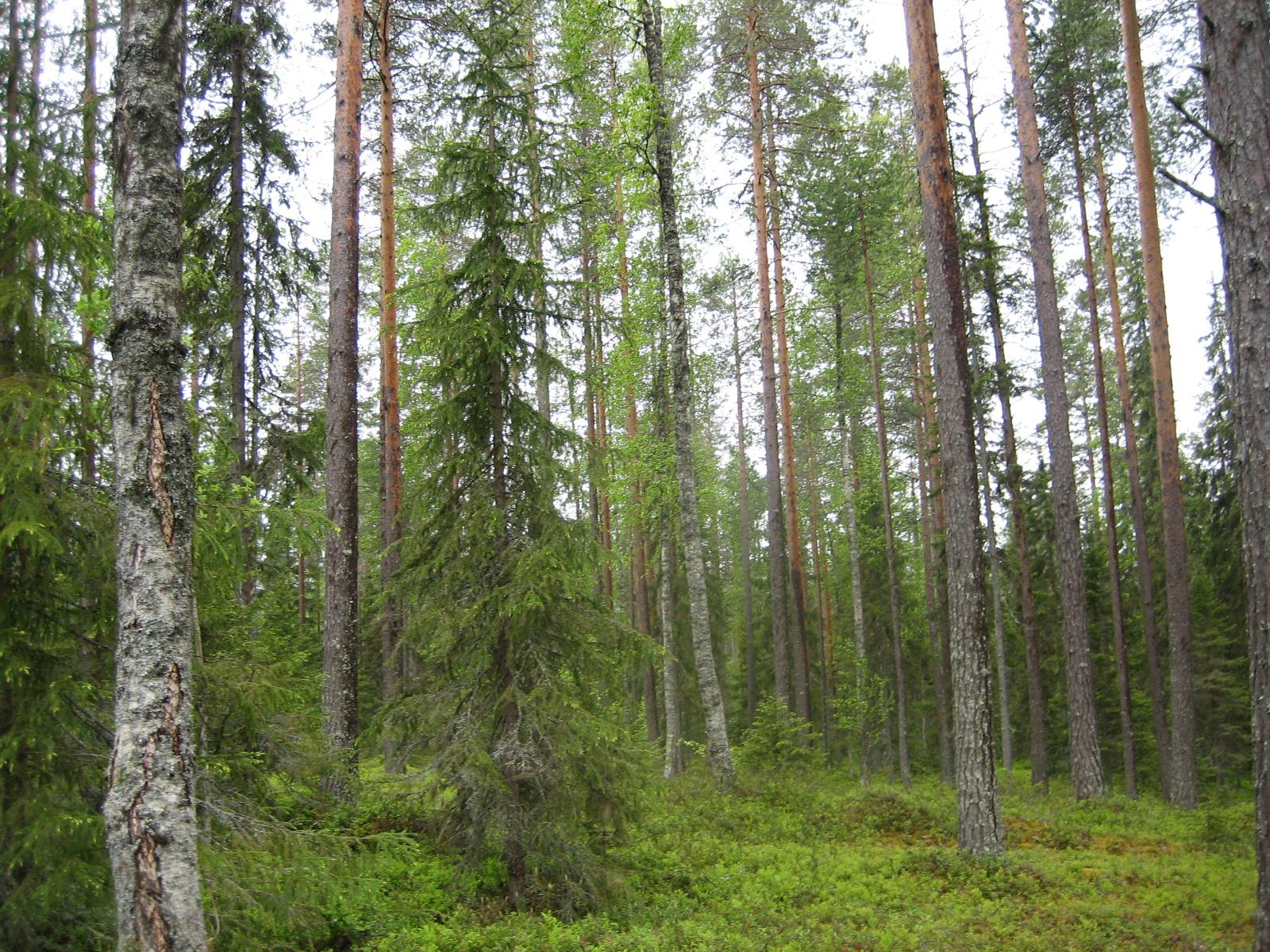 Kesäisessä sekametsässä kasvaa koivuja, kuusia ja mäntyjä.